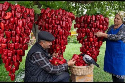 Crafting Homemade Bell Pepper Paste from Garden Fresh Peppers