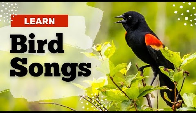 Learn These 11 Common Bird Songs!