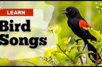 Learn These 11 Common Bird Songs!