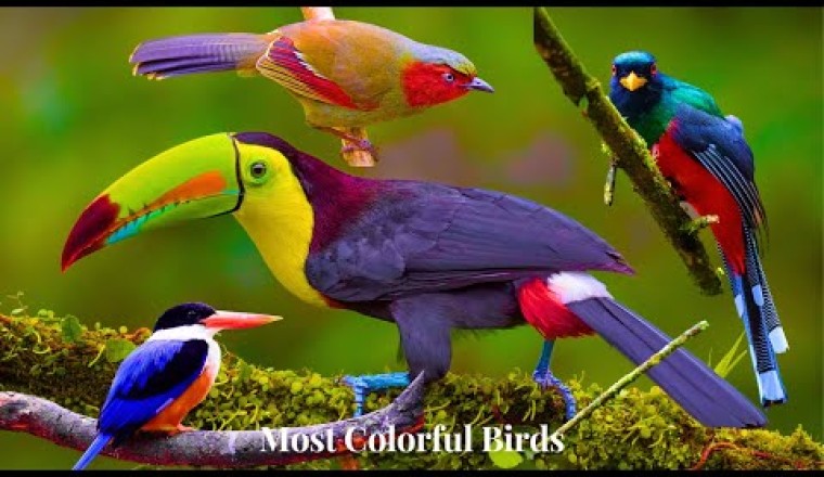 Most Colorful Birds In The World