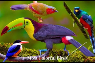 Most Colorful Birds In The World