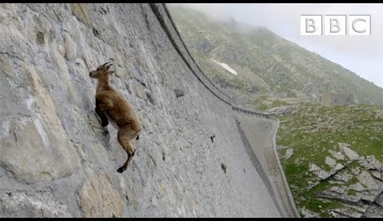Gravity Defying Goats