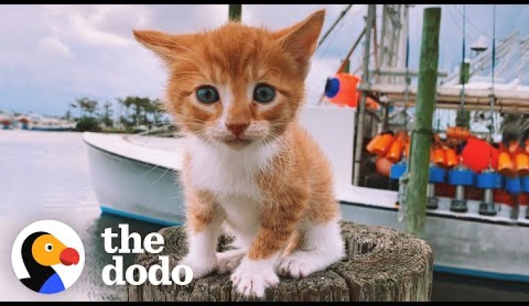 Cat Raised By Dogs Races To The Ocean To Swim