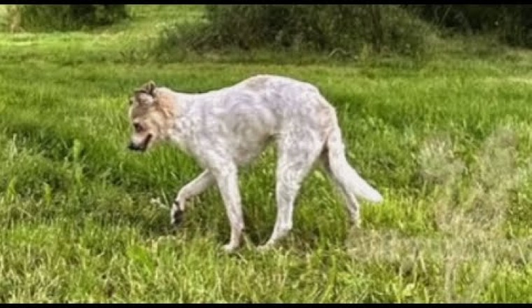 Chihuahua with Greyhound Legs?