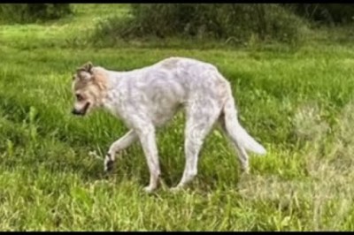 Chihuahua with Greyhound Legs?