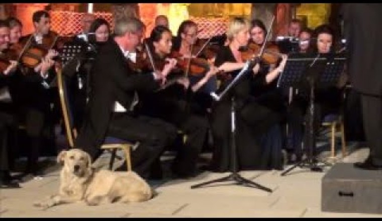 Dogs Crashing Events