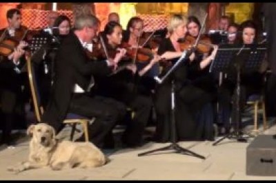 Dogs Crashing Events