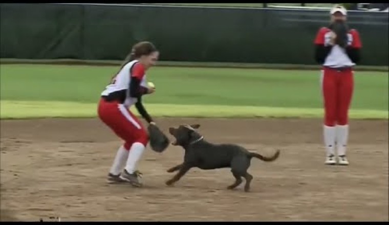 Most Unexpected Animal Interference Moments in Sports