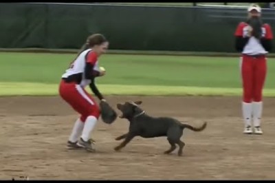 Most Unexpected Animal Interference Moments in Sports