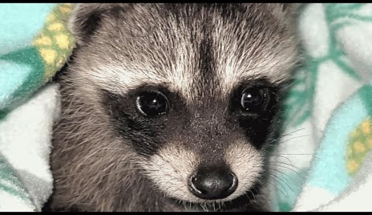 Raccoon Separated From Mother Now Lives With Humans
