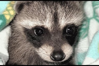 Raccoon Separated From Mother Now Lives With Humans