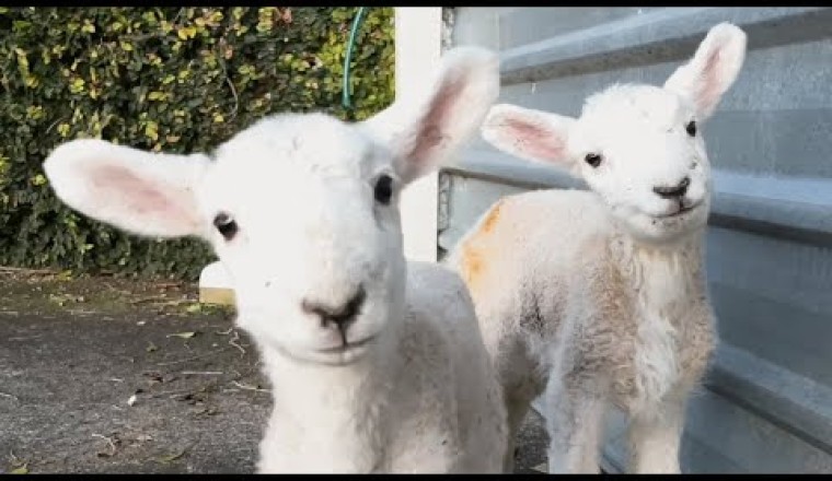 See What Happens When a Lamb Thinks You’re Mommy