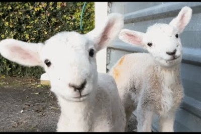 See What Happens When a Lamb Thinks You’re Mommy