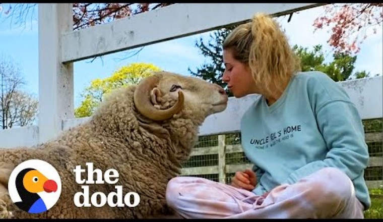 Watch This Rescued Ram Become The Happiest Boy