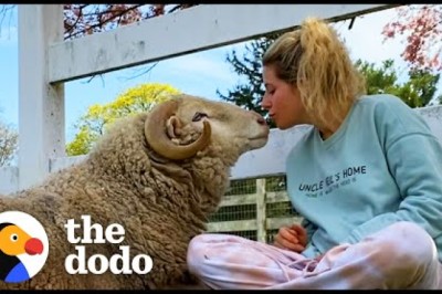 Watch This Rescued Ram Become The Happiest Boy