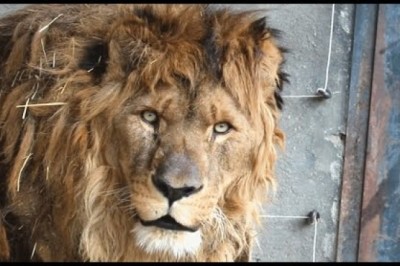 Wild Animals Rescued From Captivity