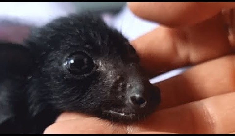 Bat Acts Like a Dog, Demands Belly Rubs