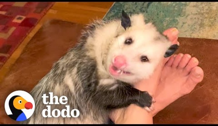 Opossum Covers His Mom's Face In Kisses
