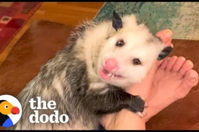 Opossum Covers His Mom's Face In Kisses