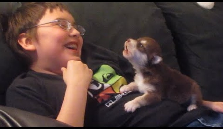 Puppies Learning To Howl