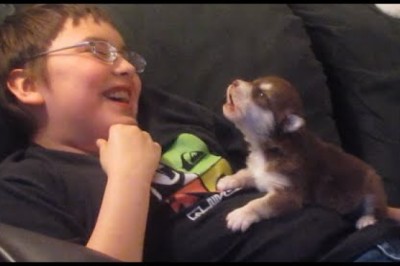 Puppies Learning To Howl