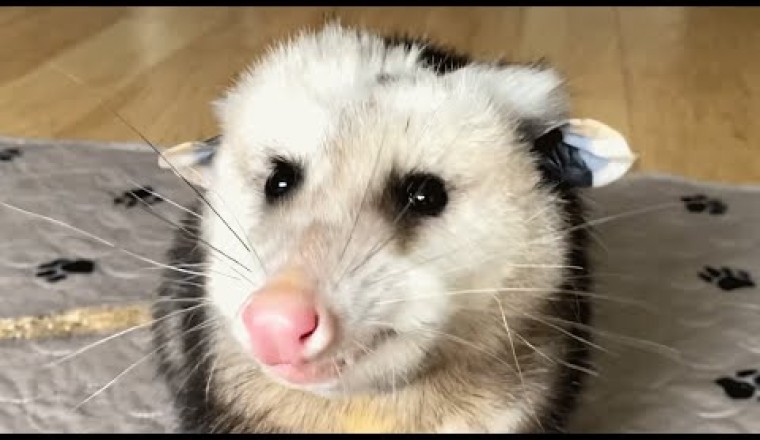 Woman Takes in Blind Opossum