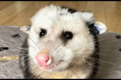 Woman Takes in Blind Opossum