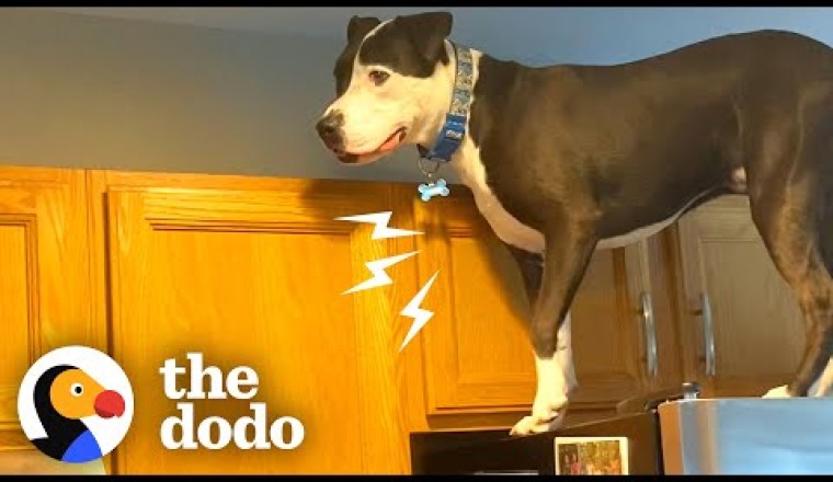 Dog Jumps On Counters Just Like Cat Siblings
