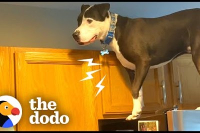Dog Jumps On Counters Just Like Cat Siblings