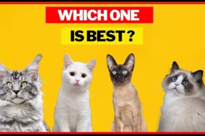 Top 5 Cat Breeds For First Time Cat Owners