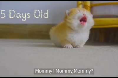 Watch Kitten 'Pudding' Grow Up: From 0 to 12 Months