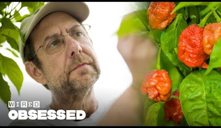How This Guy Made the World's Hottest Peppers