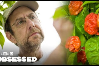 How This Guy Made the World's Hottest Peppers
