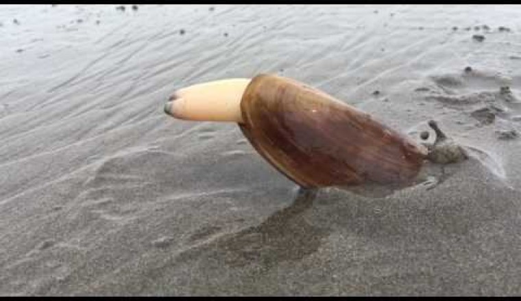 Clam Digs into Sand