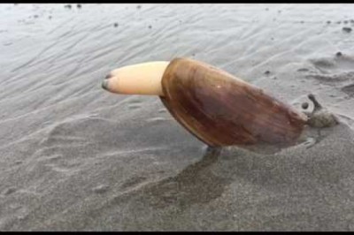 Clam Digs into Sand
