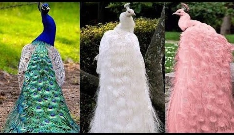 15 Most Beautiful Peacocks in the World