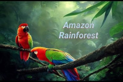 Amazon Rainforest