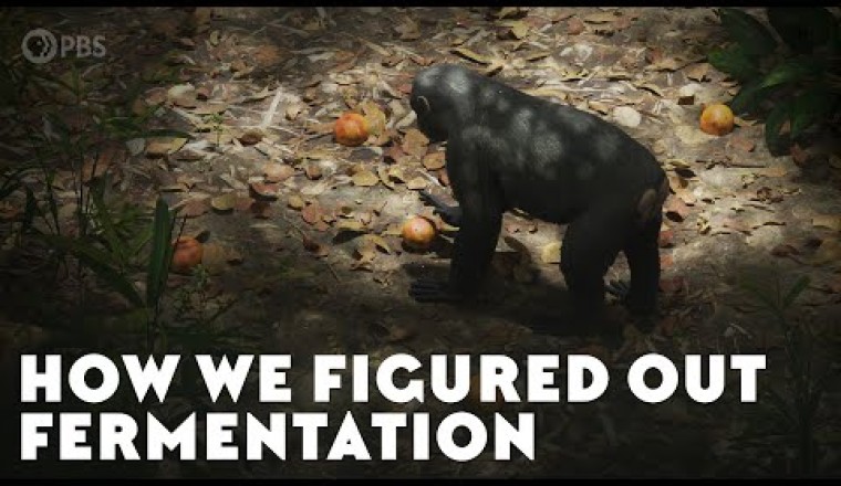 How We Figured Out Fermentation