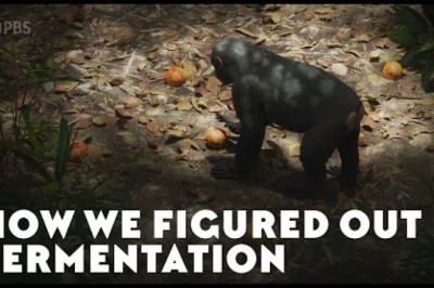 How We Figured Out Fermentation
