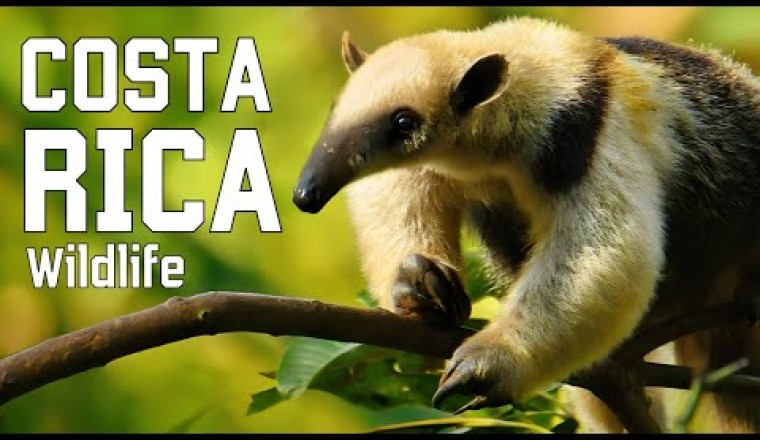 Wild Costa Rica