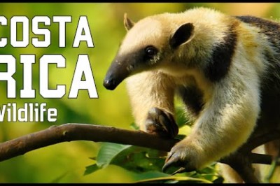 Wild Costa Rica