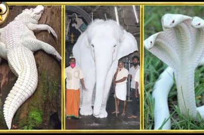 35 Albino Animals That Were Only Seen Once