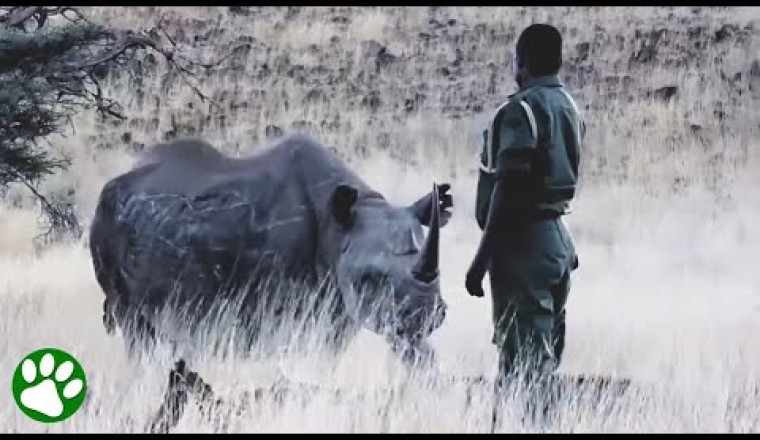Orphaned Rhino Is Reunited With the Man Who Raised Him