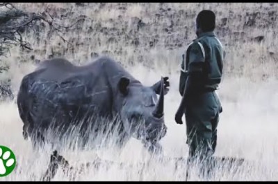 Orphaned Rhino Is Reunited With the Man Who Raised Him