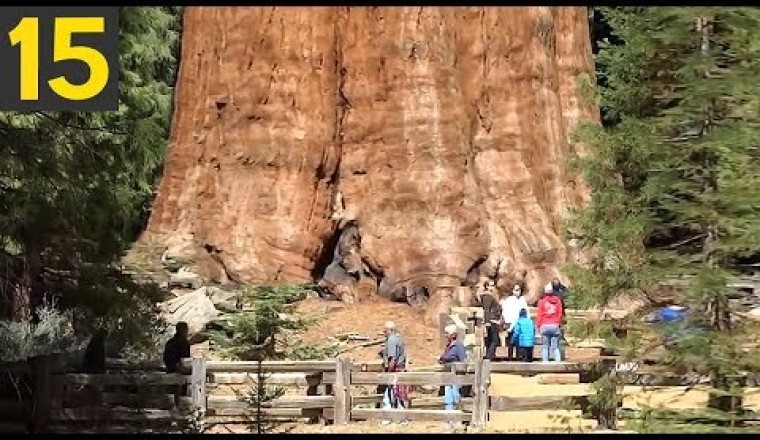 15 BIGGEST Trees in the World