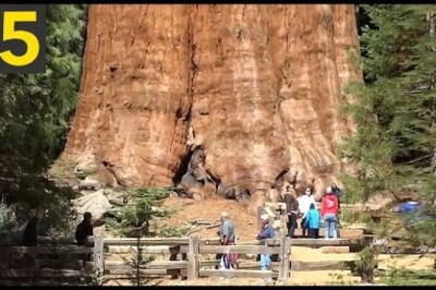 15 BIGGEST Trees in the World