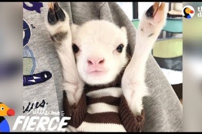 Fuzzy Little Lamb Is Nonstop Chaos