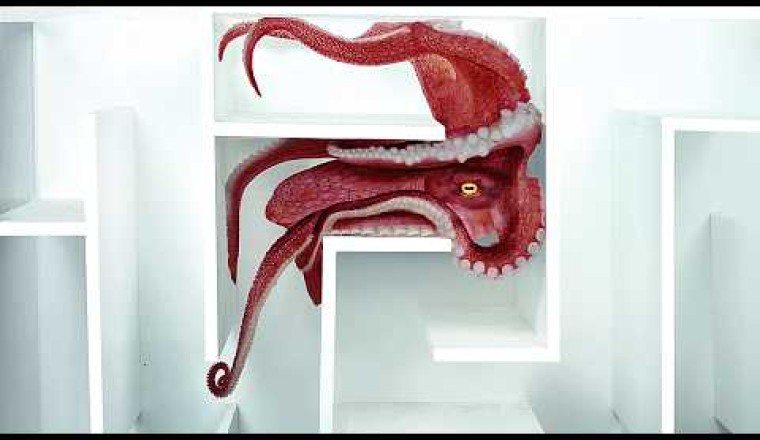 Octopus vs Underwater Maze