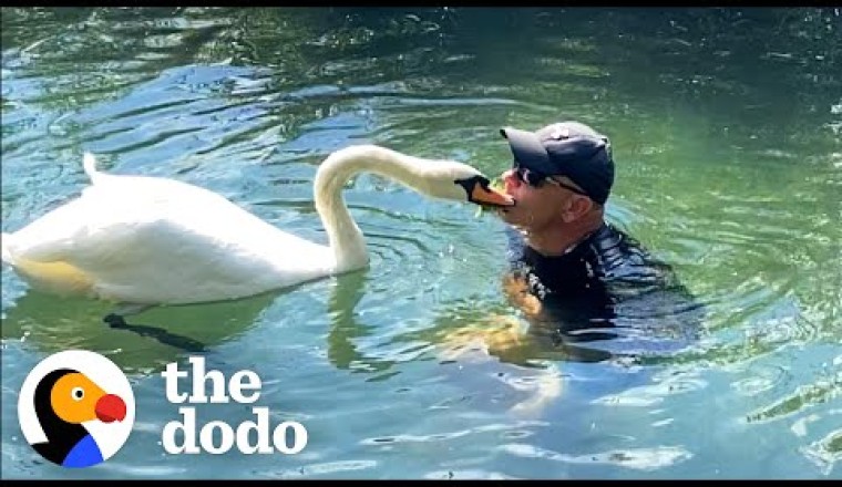Guy Rescues An Egg And Becomes A Swan Dad For Life