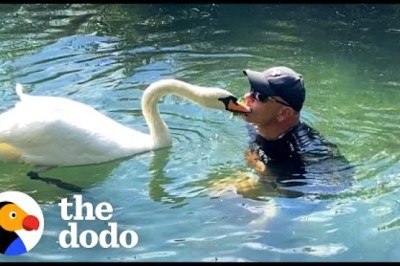 Guy Rescues An Egg And Becomes A Swan Dad For Life